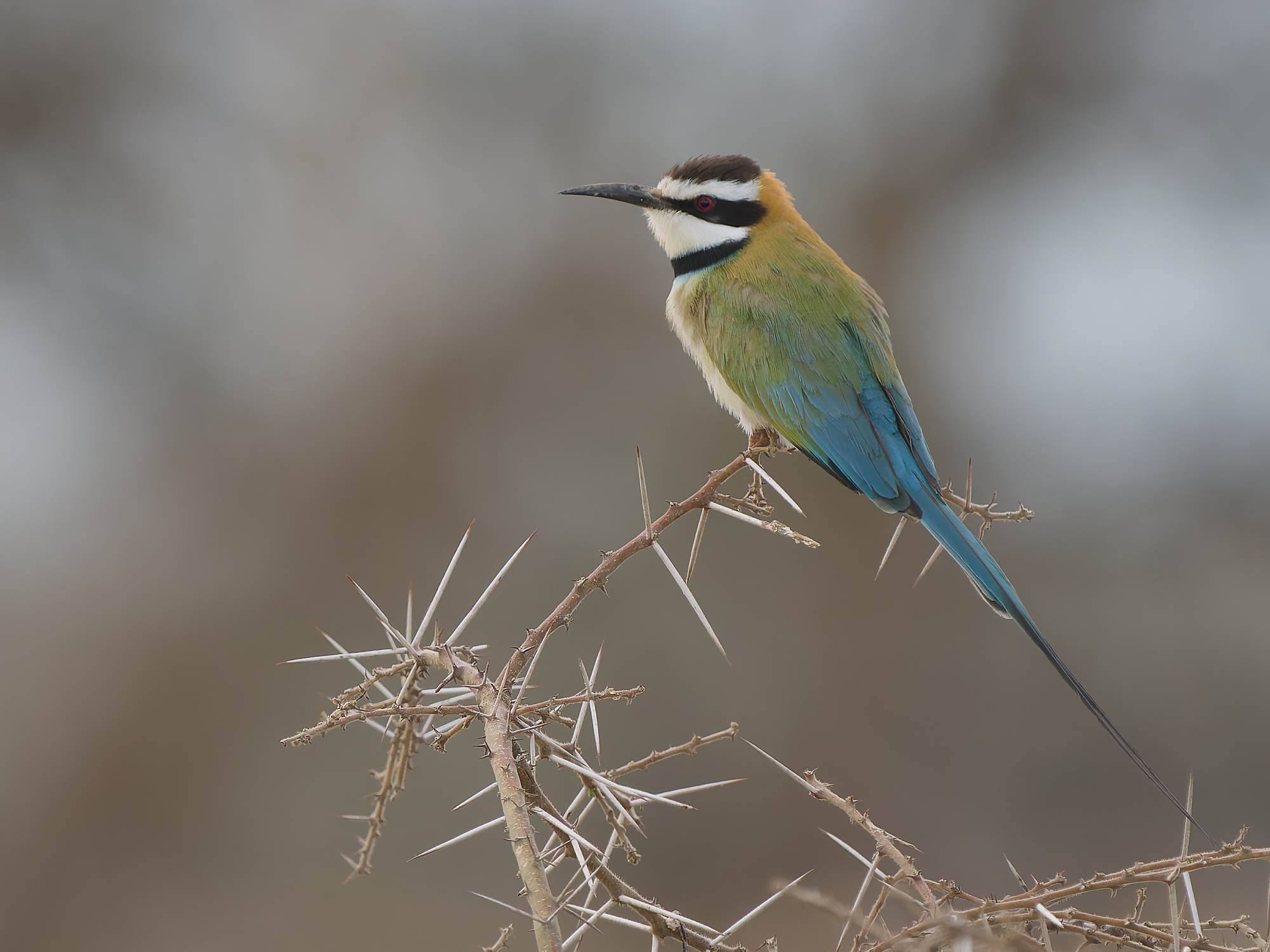 White-throated bee-eater (Merops albicollis)